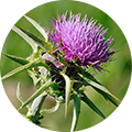 <strong>Milk Thistle Extract:</strong> Traditionally used to help support liver health and natural detox processes, especially beneficial for long-term metabolic wellness.