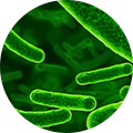 <em><strong>Lactobacillus plantarum:</strong></em> It is a well-researched probiotic strain commonly associated with gut health and internal balance.